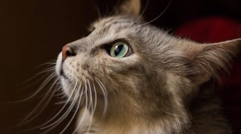 food intolerances in cats