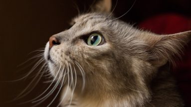 food intolerances in cats