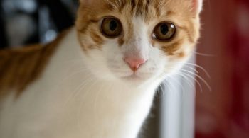 health problems in cats