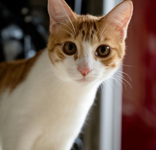 health problems in cats