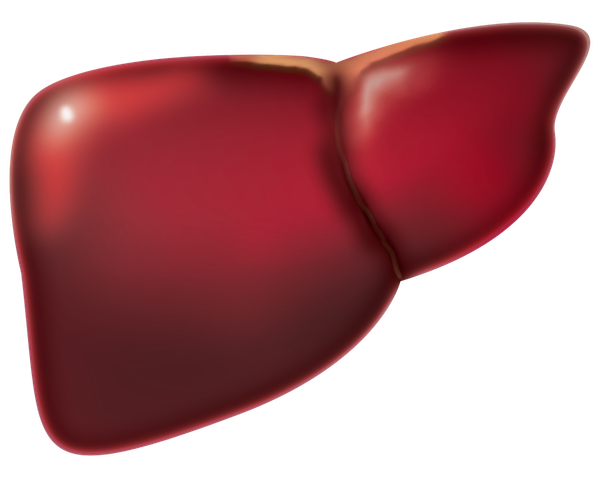 hepatis lipidosis in cats