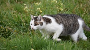 health supplements for cats