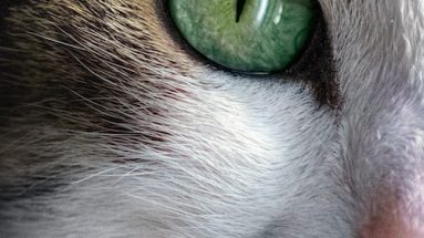 diabetic cat food