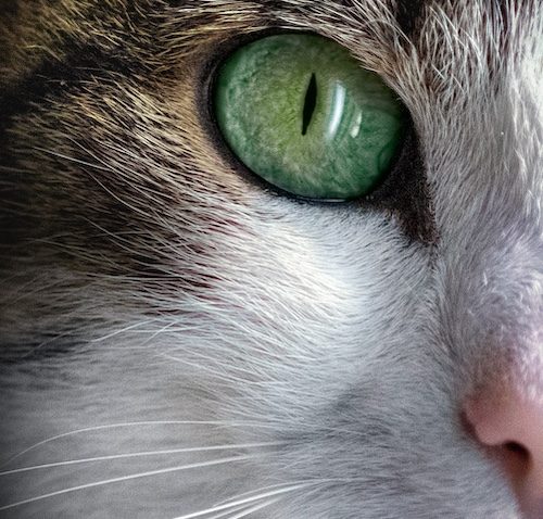 diabetic cat food