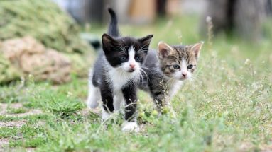 cat health care