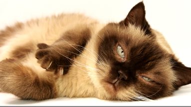 preservatives in cat food