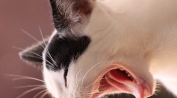 vomiting in cats