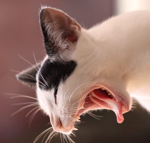 vomiting in cats