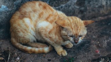 cystitis in cats