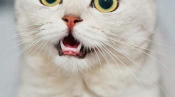 feline leukemia