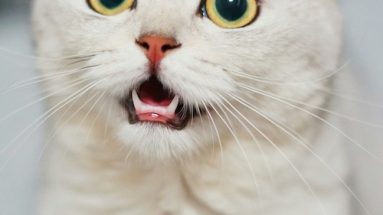 feline leukemia