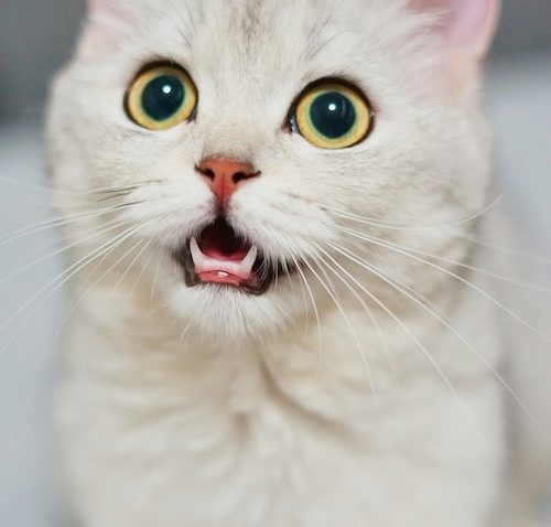 feline leukemia