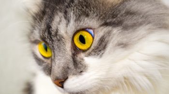 high blood pressure in cats