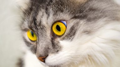 high blood pressure in cats