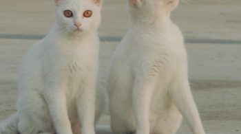 make your own cat food