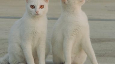 make your own cat food