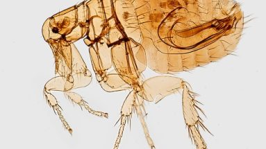 rid your cat of fleas