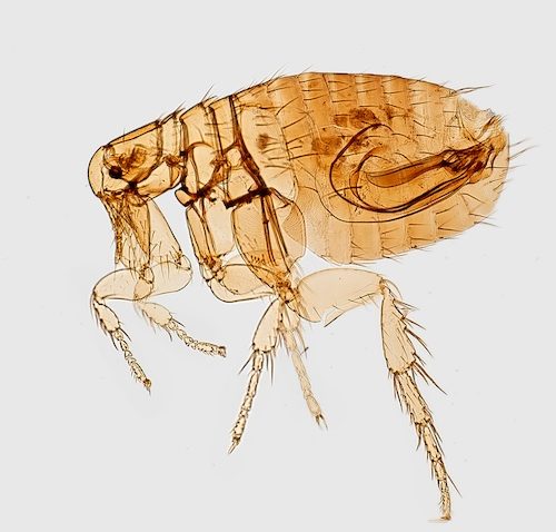 rid your cat of fleas