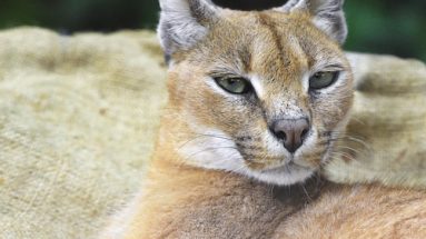 vaccinating your cat