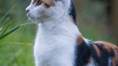 helping cats with gingivitis