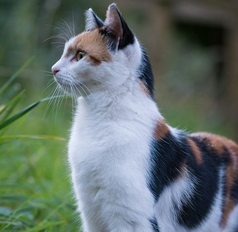 helping cats with gingivitis