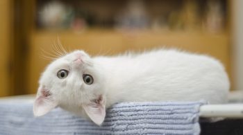 worms in cats