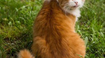 Orange and white fluffy cat sitting in green grass, looking over its shoulder toward the camera's left.