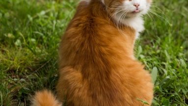 Orange and white fluffy cat sitting in green grass, looking over its shoulder toward the camera's left.