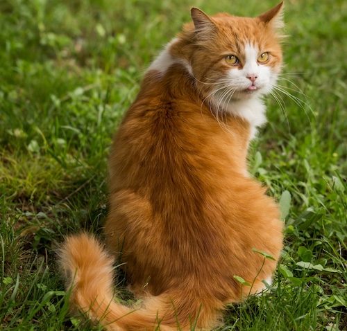 healing cat itches naturally