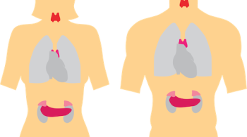 feline thyroid and kidneys