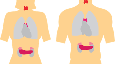 feline thyroid and kidneys