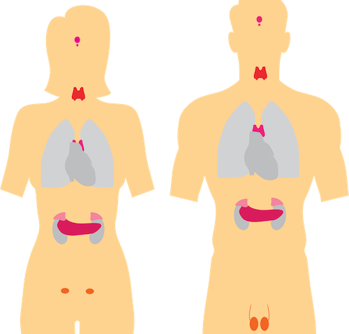 feline thyroid and kidneys