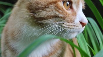 vomiting in your cat
