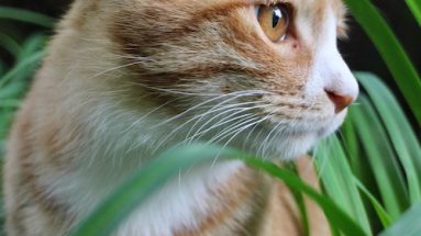 vomiting in your cat