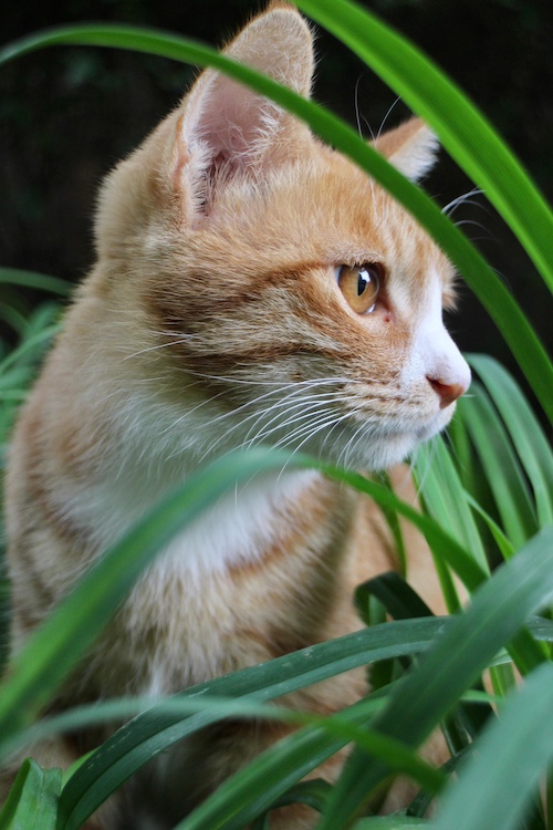Vomiting in Your Cat
