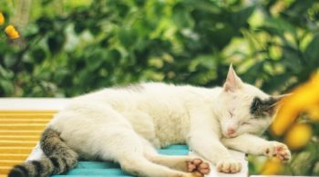 nutritious low cost cat food