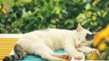 nutritious low cost cat food
