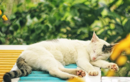 Nutritious Low Cost Cat Food